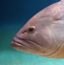 mediumfish