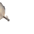 seal_dance Discord emoji