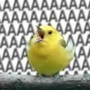 screamborb