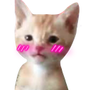 catblushy Discord emoji