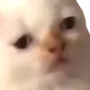 sadcatto