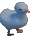 duk duk