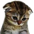 sadcat Discord Emoji