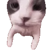 SCatKiss