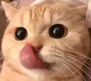 cat_mlem cat_mlem