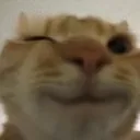 Catwink