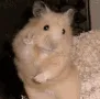 hampterbye