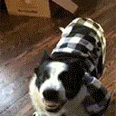 b_woof_1