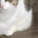 Chonk4