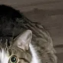 Chonk2