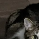 Chonk1
