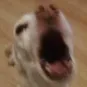 screm