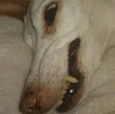 taxidermy taxidermy