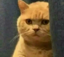 i_OPW_MarlensCat Discord emoji