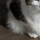 Chonk3
