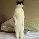 wait
