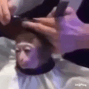 stwhelping_monkehaircut
