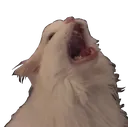 thurstonWafflesCat