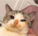 fatass fatass