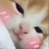 awwwiloveyoucat Discord Emoji