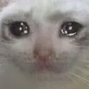 1gatotriste 1gatotriste