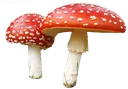 doublemushroom