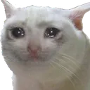 CryingCat_Mystica CryingCat_Mystica