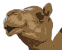 camelpog