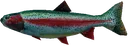 fish fish