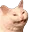 cat cat