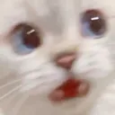 CatScared
