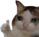 SadCatThumbsUp