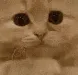 plscat