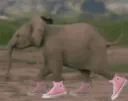 elephantrun