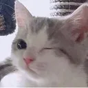 Catastrophe_CatWink