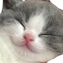 cat_happy