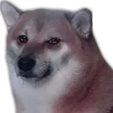 cheems_suffering cheems_suffering