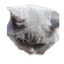 Madcat MadCat Discord Emoji