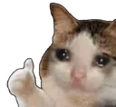 Sad Cat Ok Discord Emoji