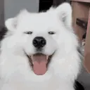 happydoggo