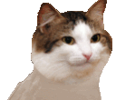 b_cattovibing