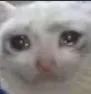 sad_cat sad_cat
