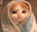 scaredcat