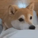 dogbeg