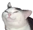Catsmug CatSmug Discord Emoji