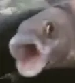 pogfish pogfish
