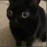 Hwat
