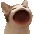 Bwop