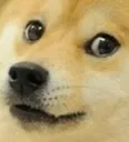 Doge