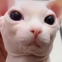 smugus